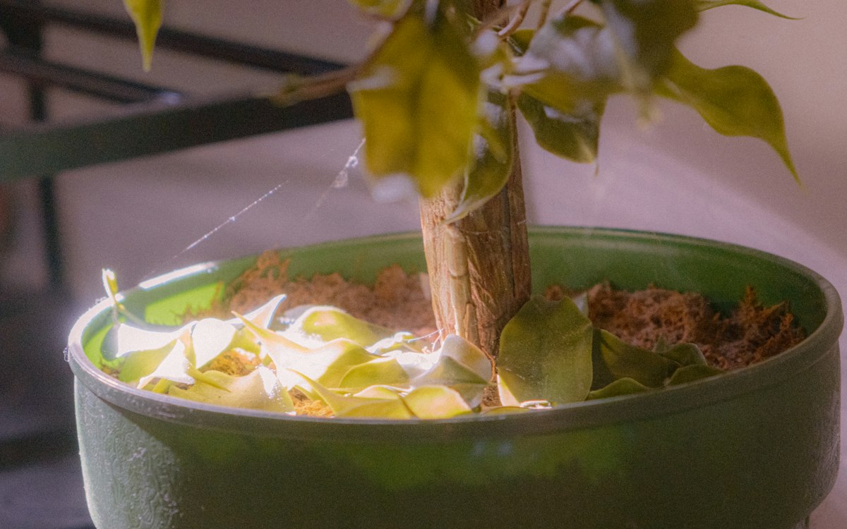 Pothos - pflegeleichte Kletterpflanze