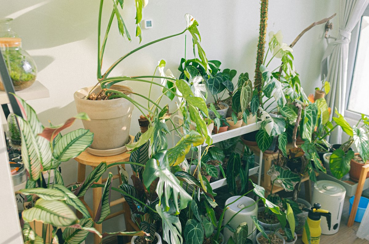 Philodendron - grüne Kletterpflanze