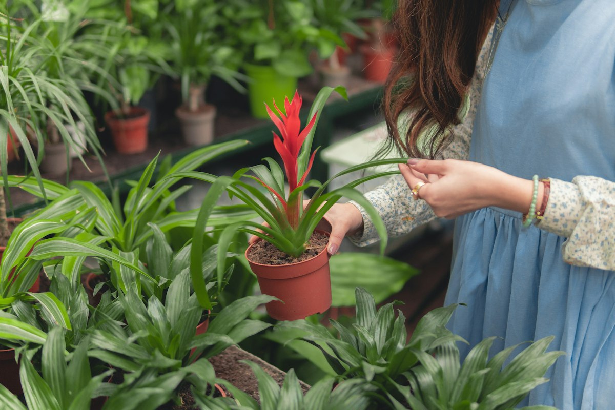 Houseplantcaresimple Redaktion